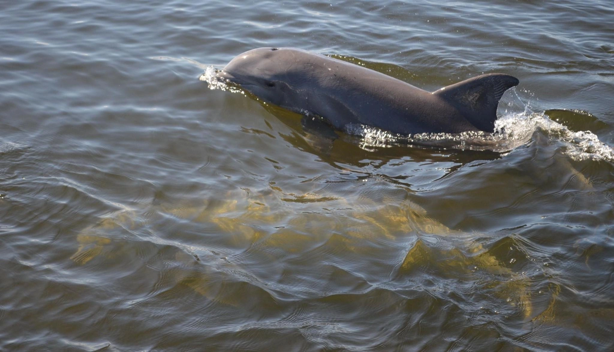 Dolphin swimming in the Salt Run in St. Augustine