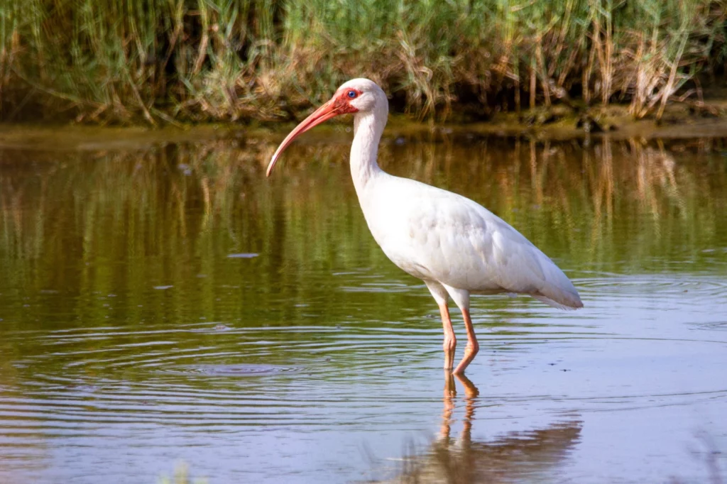 Close up of a White Ibis