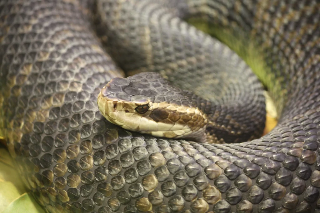 Picture of a Water Moccasin Snake